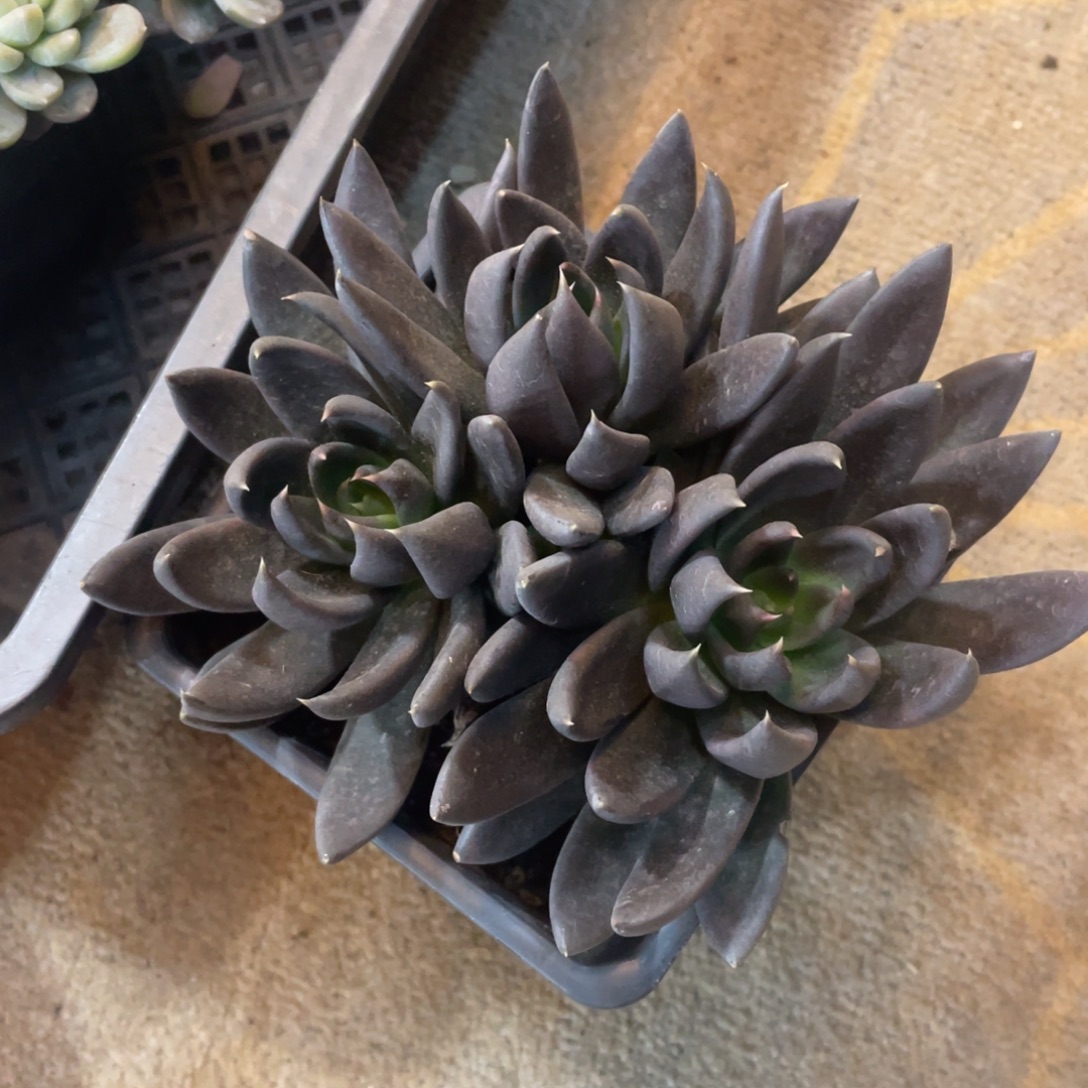 黑骑士冠幅15 公分一物一拍