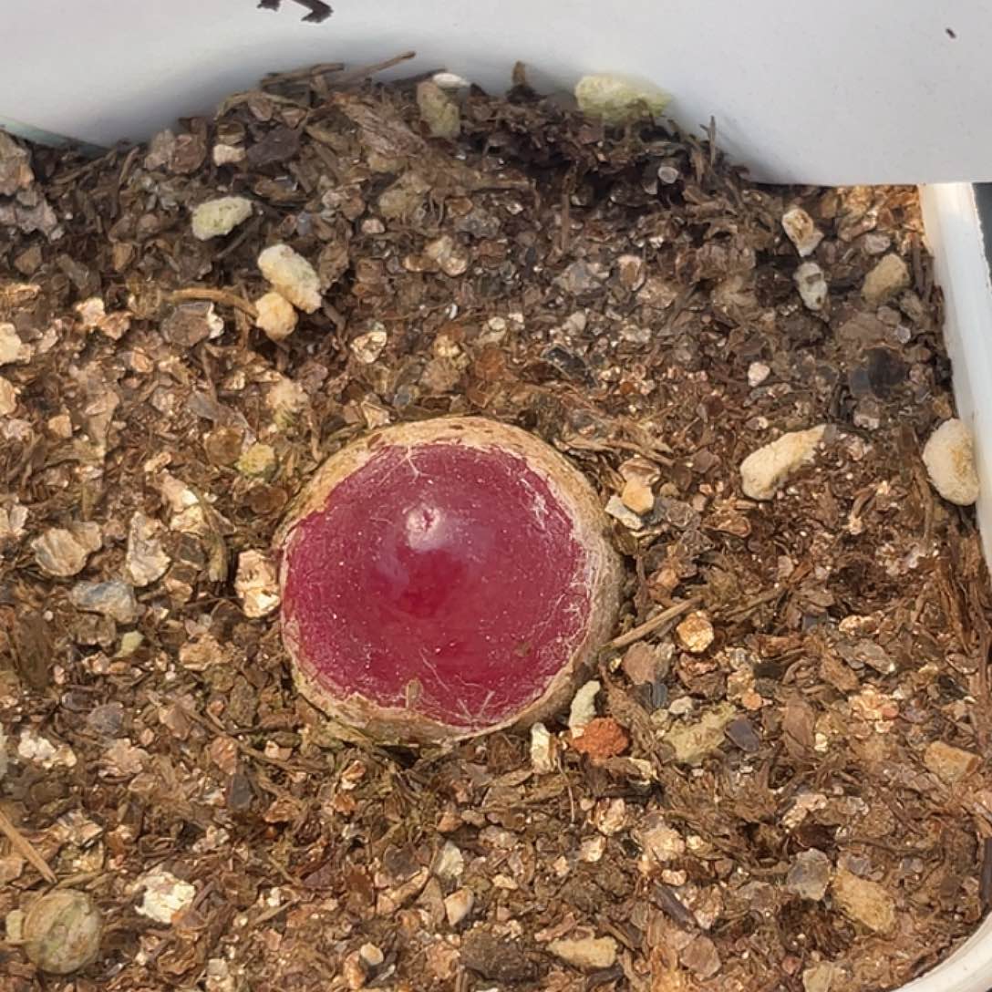 11-95小灯泡多肉植物