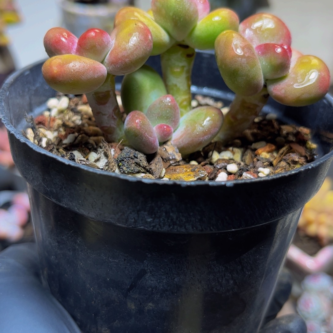 920KK奶酪8厘米多肉