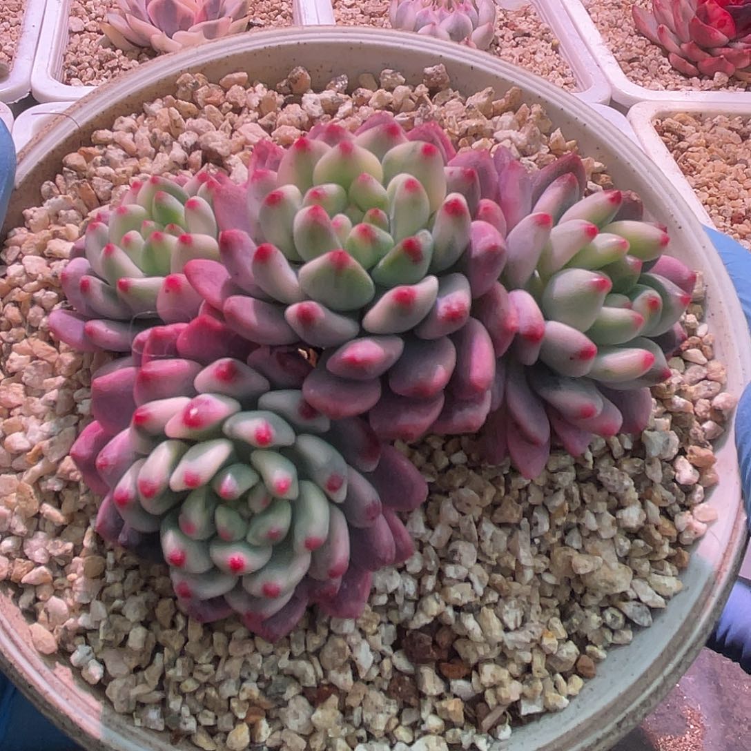 尚品园艺福利锦蓝苹果