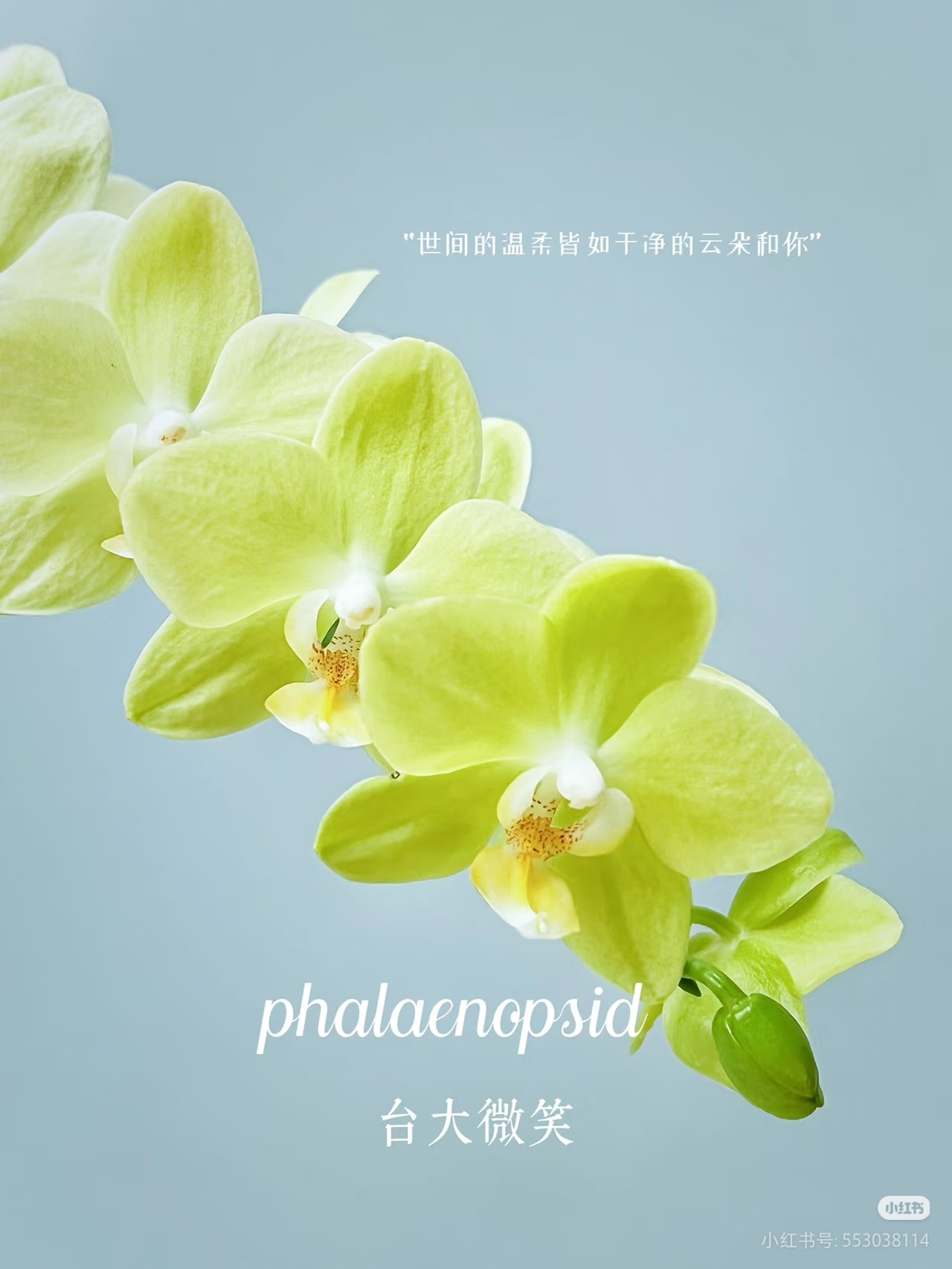 【精品特挑】台大微笑蝴蝶兰3-5花剑 盆栽鲜花绿植客厅卧室摆件