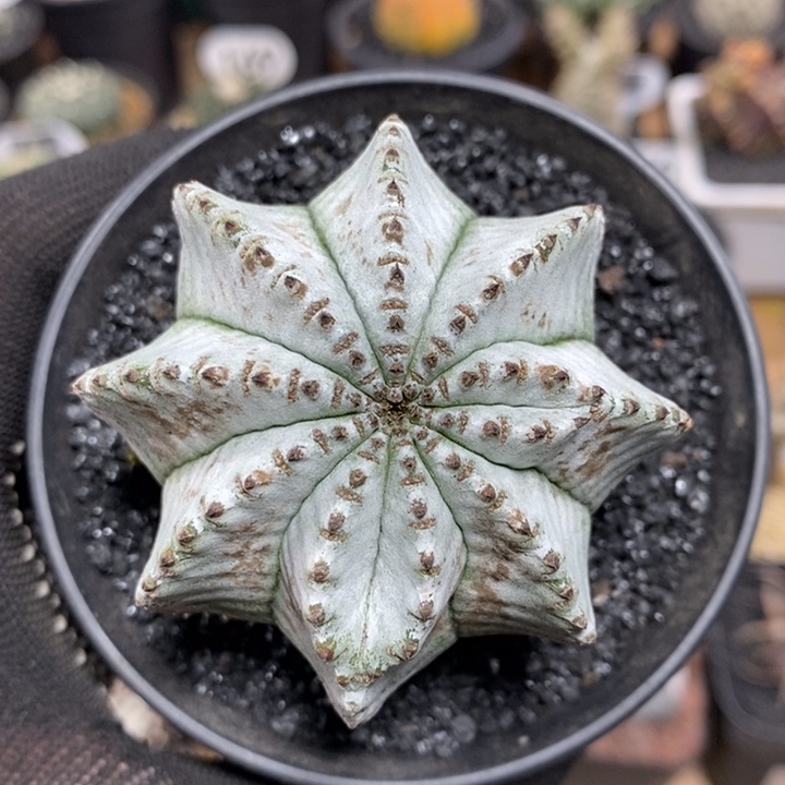 实生白衣魁伟玉1061号6cm