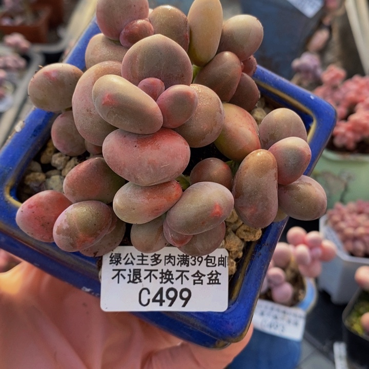 芒果奶8cm499多肉植物