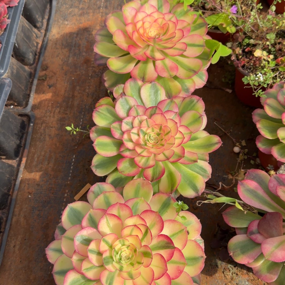 荔枝多肉植物法师