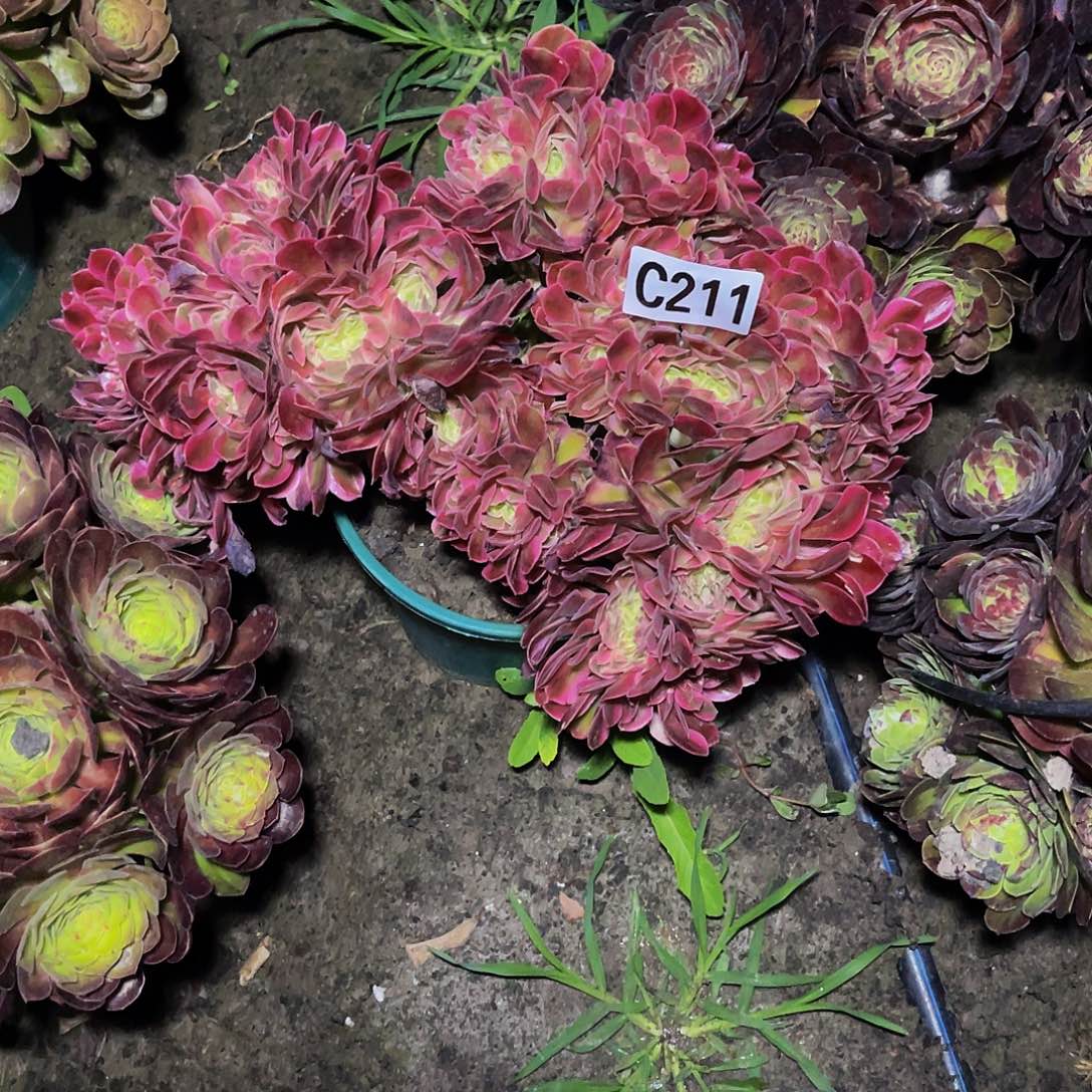 香妃法师32–12包邮