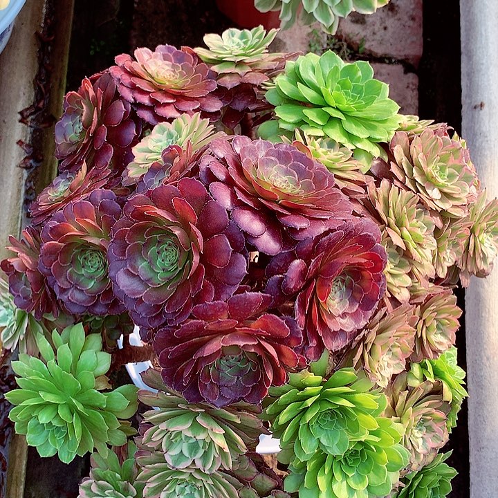 粉黛老桩啊啊啊啊啊啊