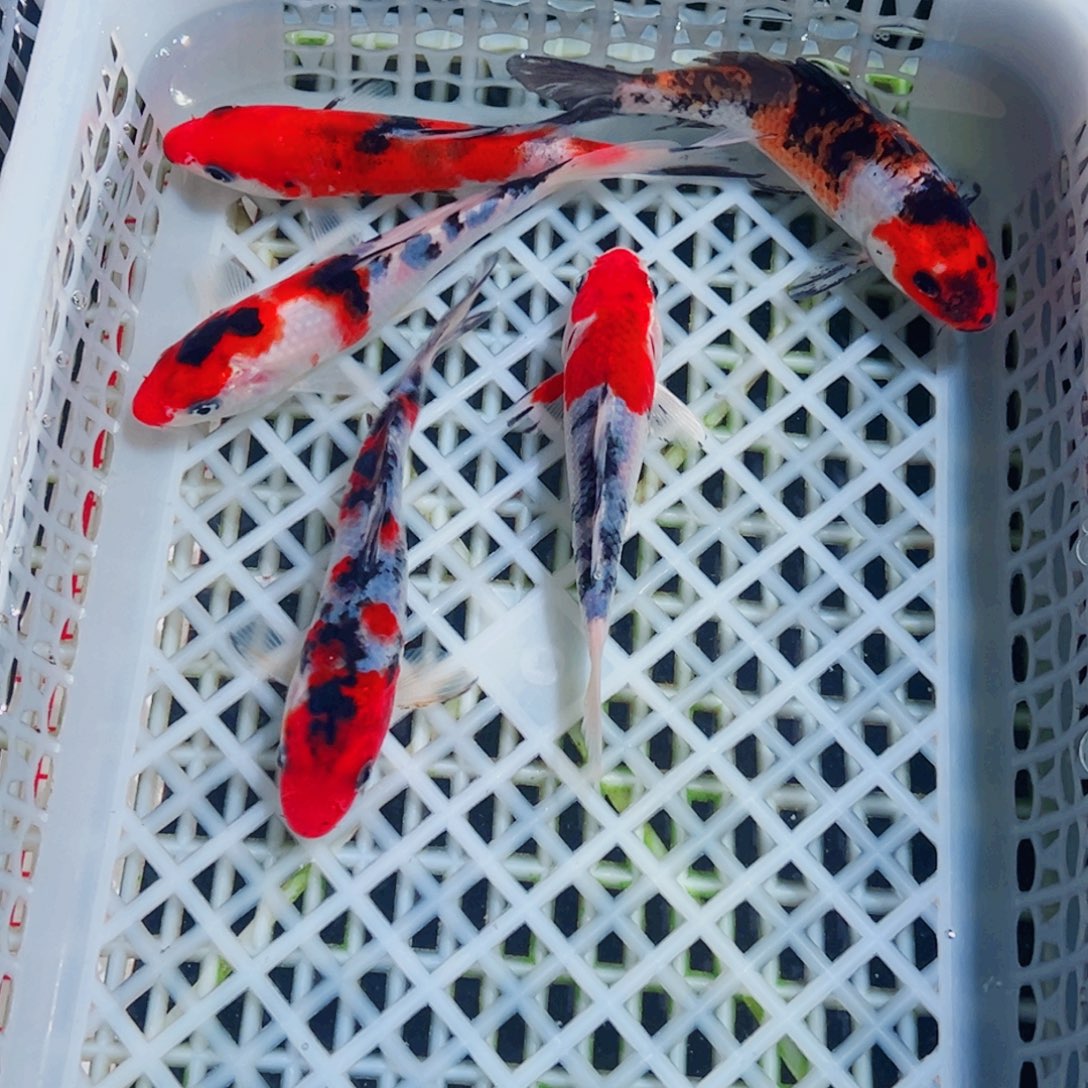 锦鲤锦鲤观赏鱼1111