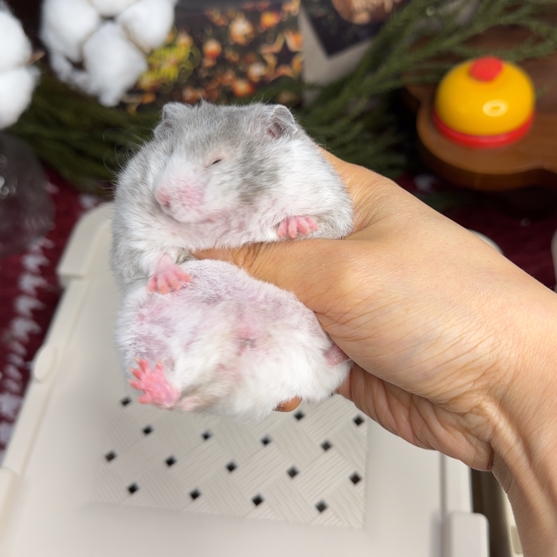 短毛卷毛黑波妹妹10.25生日