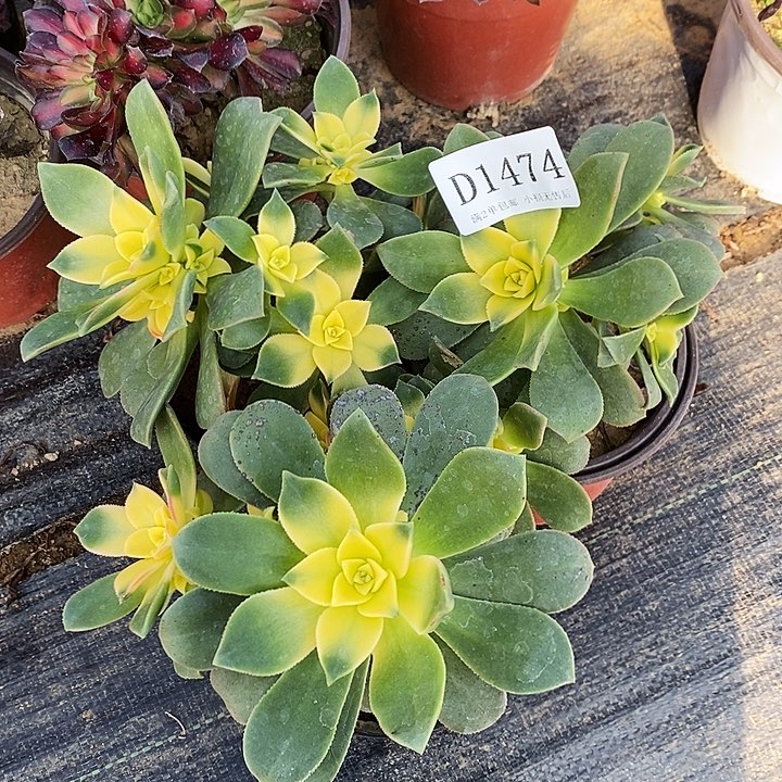 1474艳日辉多肉3颗发货叶片有黑斑