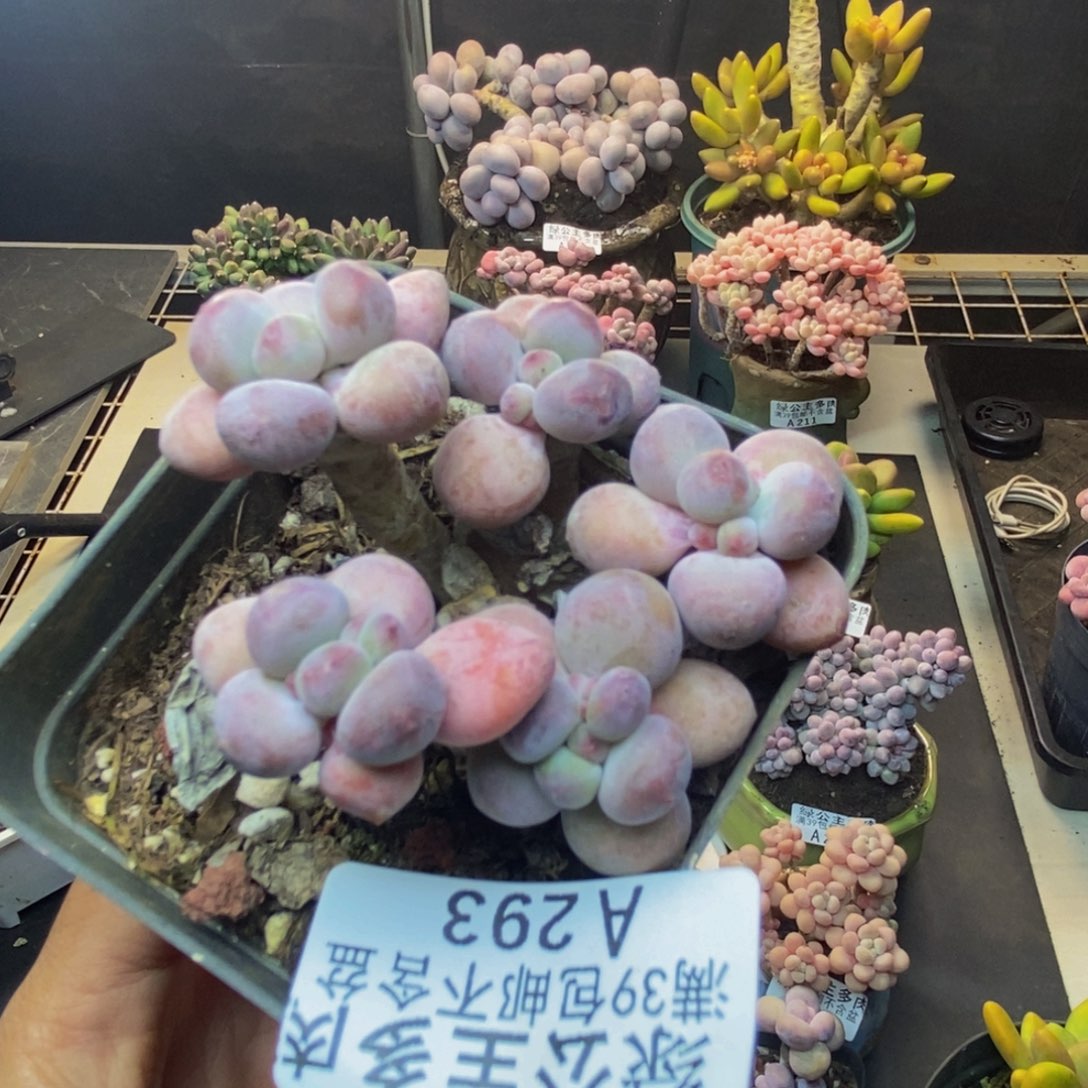 293苹果奶一代多肉6c m
