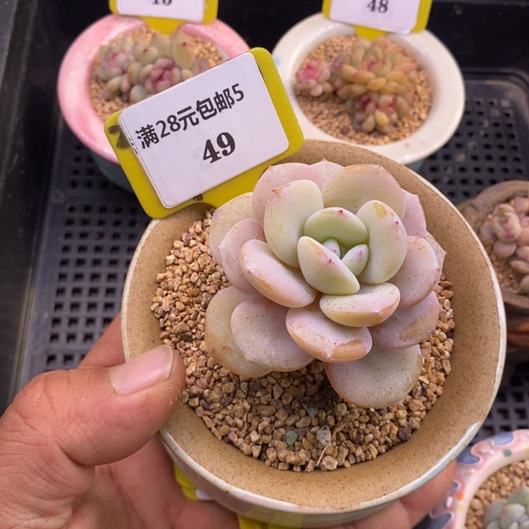 549老桩奶茶福利多肉