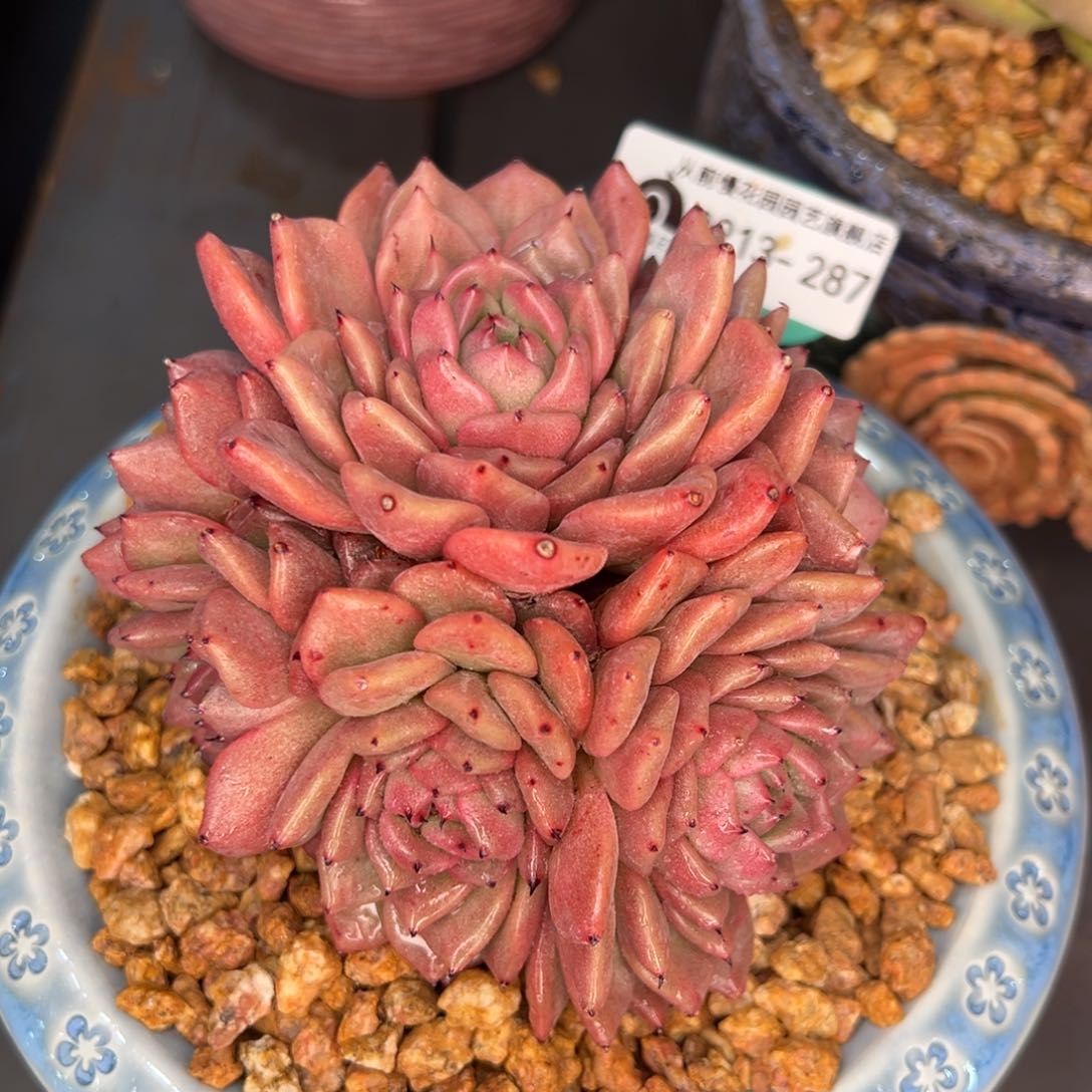 从前慢多肉精选编号0213.287