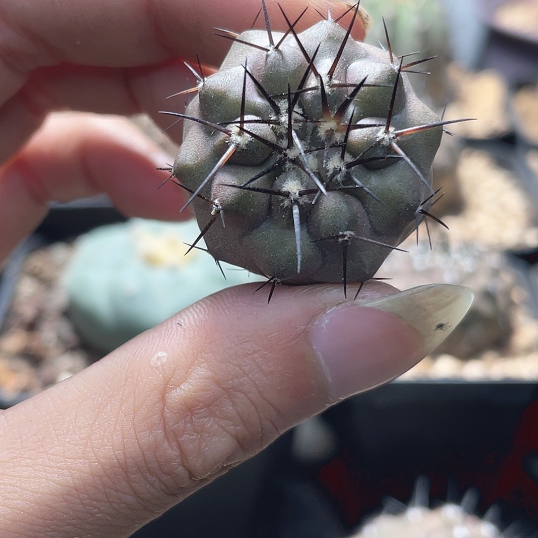 无花朵直播间实生黑王1号