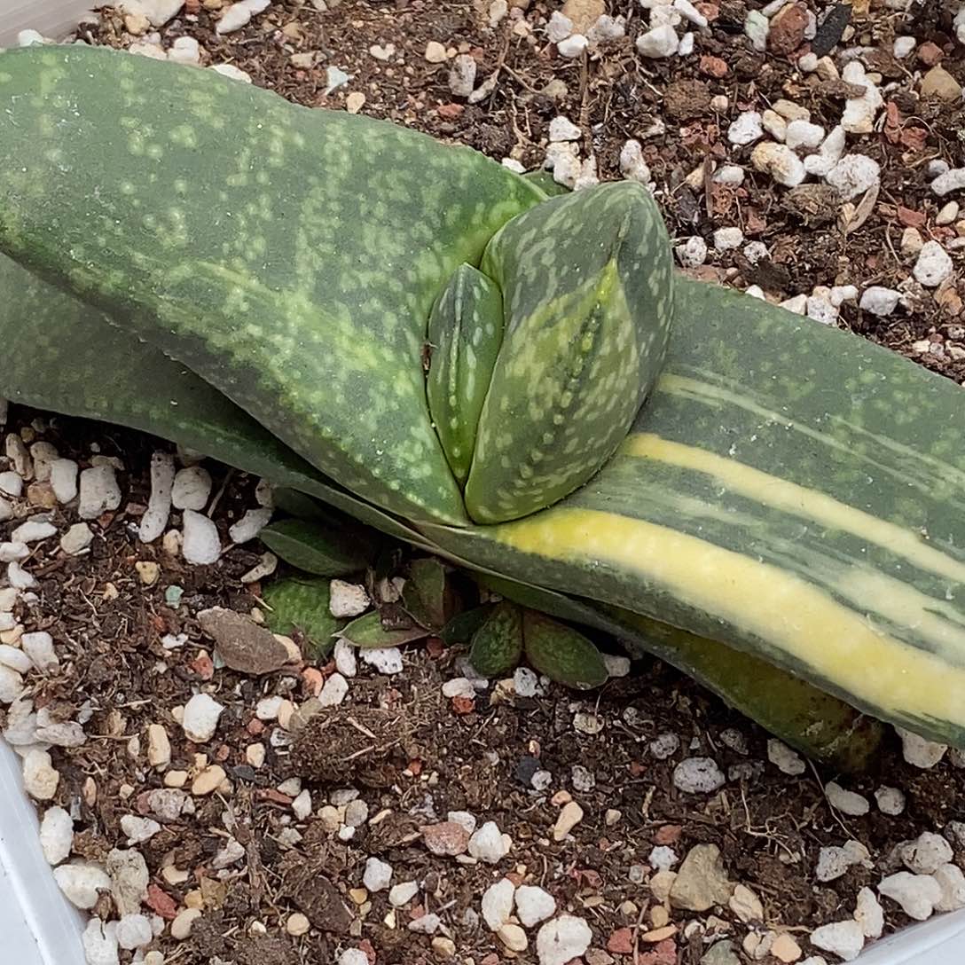 不带盆脱土裸根发货（实生赤不动）冠幅14