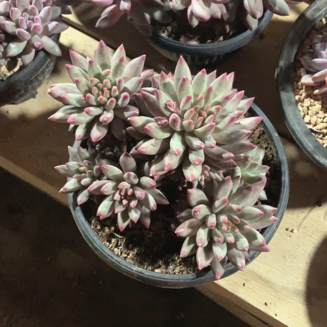 多肉植物多肉植物