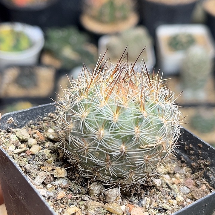 强刺沟宝山实生球3.3公分