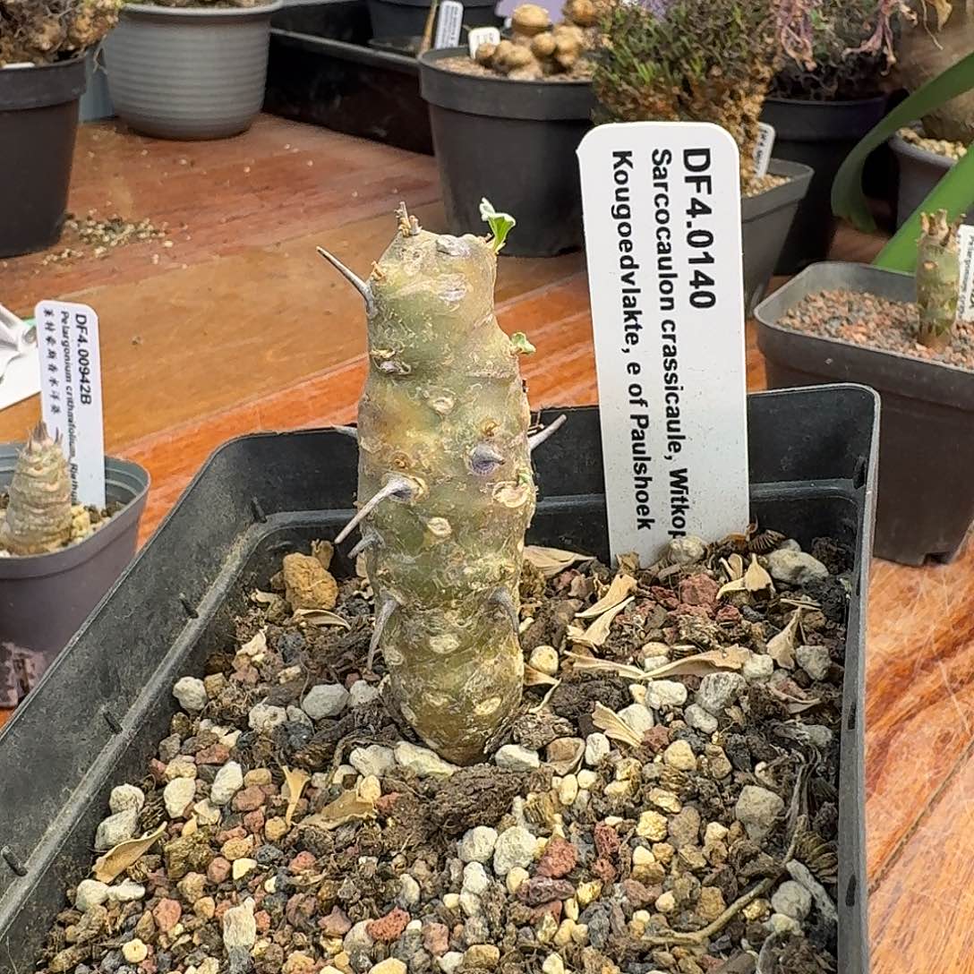 格斯龙骨葵一个带盆