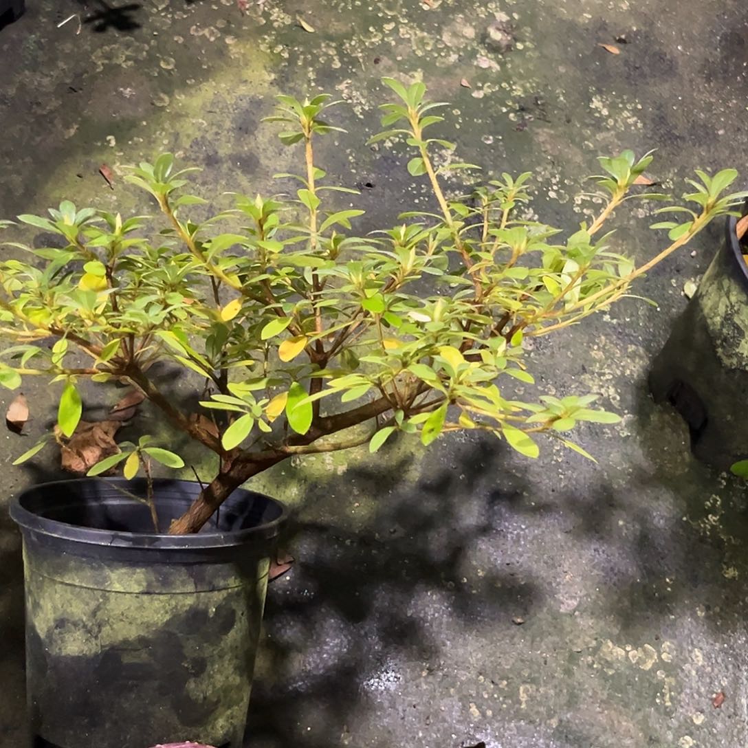 翔***馆完全开放樱绒杜鹃