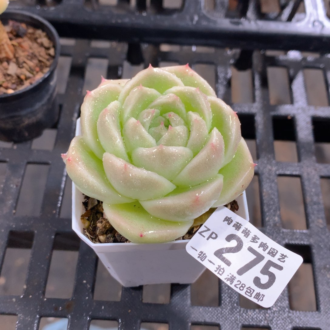 肉萌萌拇指盆精控多肉ZP275