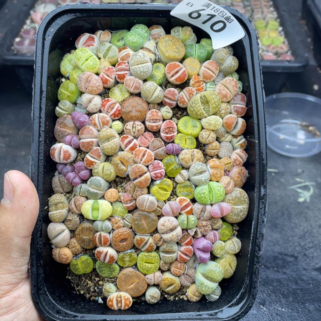 无铅玻璃000000000610