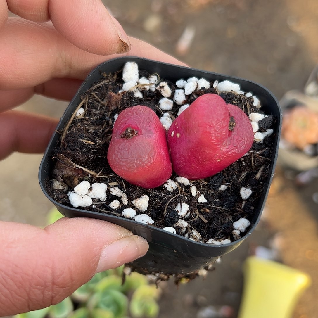 多肉植物多肉植物