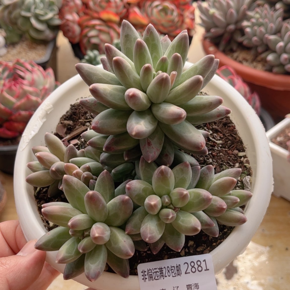 【闪购商品】2881伊卡鲁斯