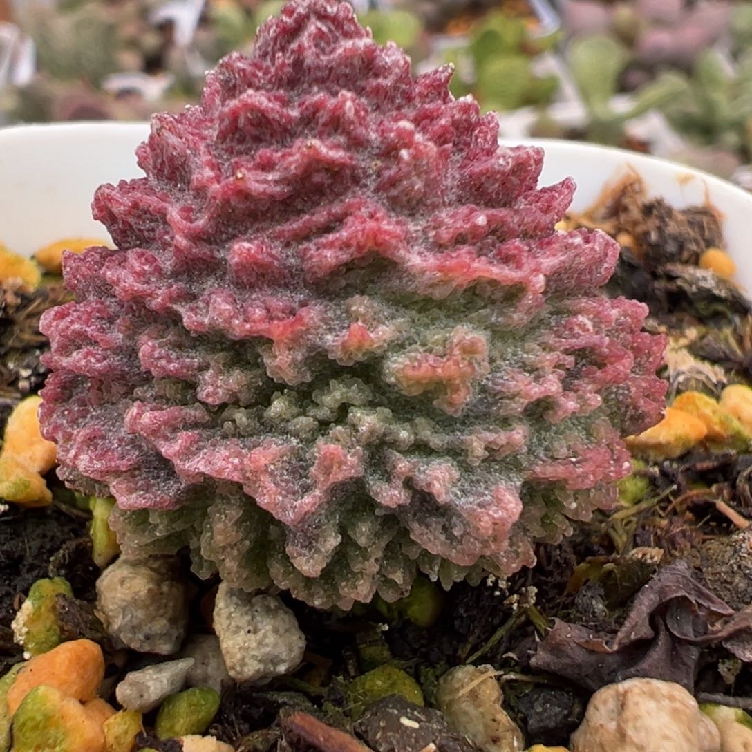 螺旋纹牛角包大苗多肉植物