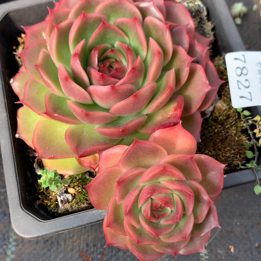 7827新年快乐发发发