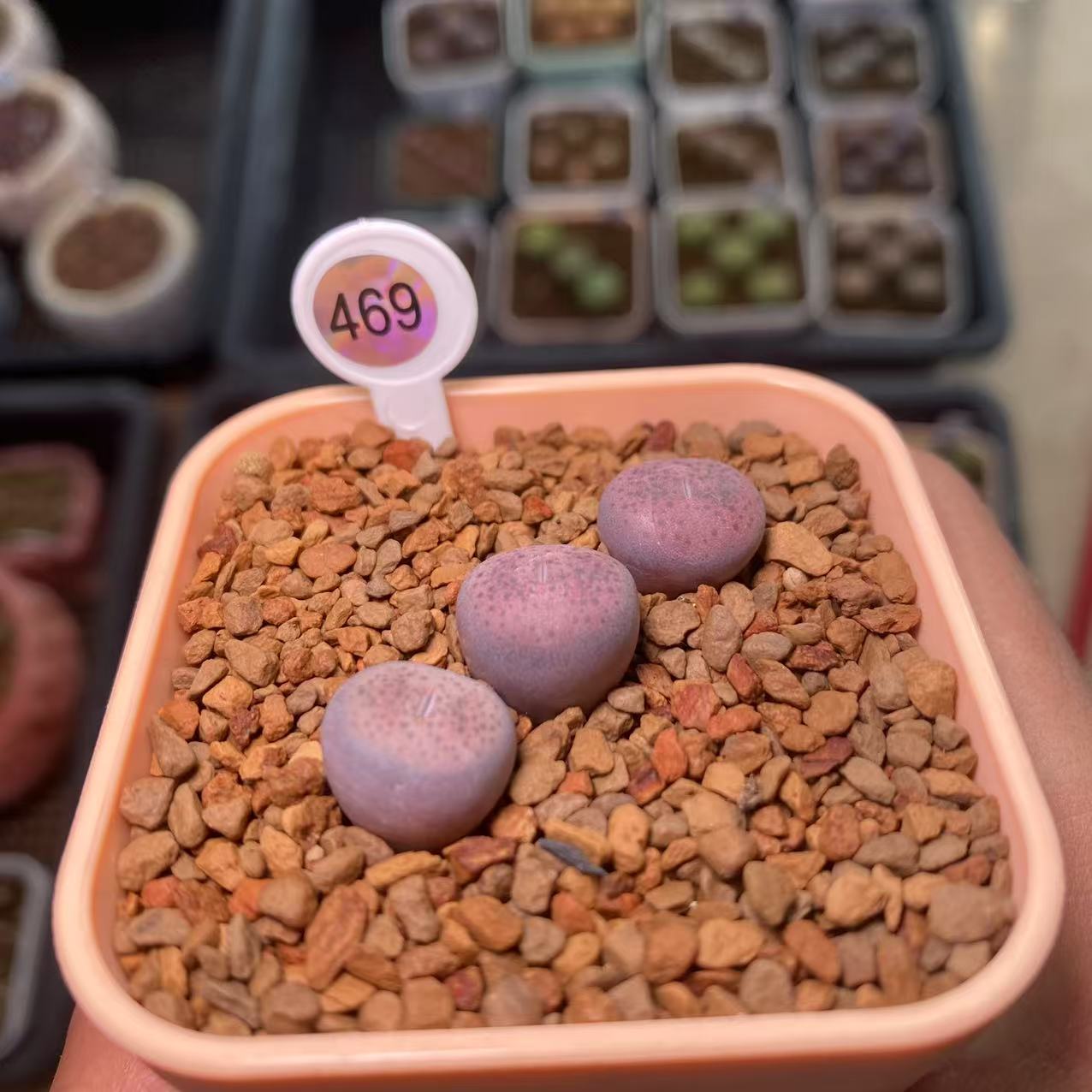 469多肉植物肉锥粉碧琉璃3颗