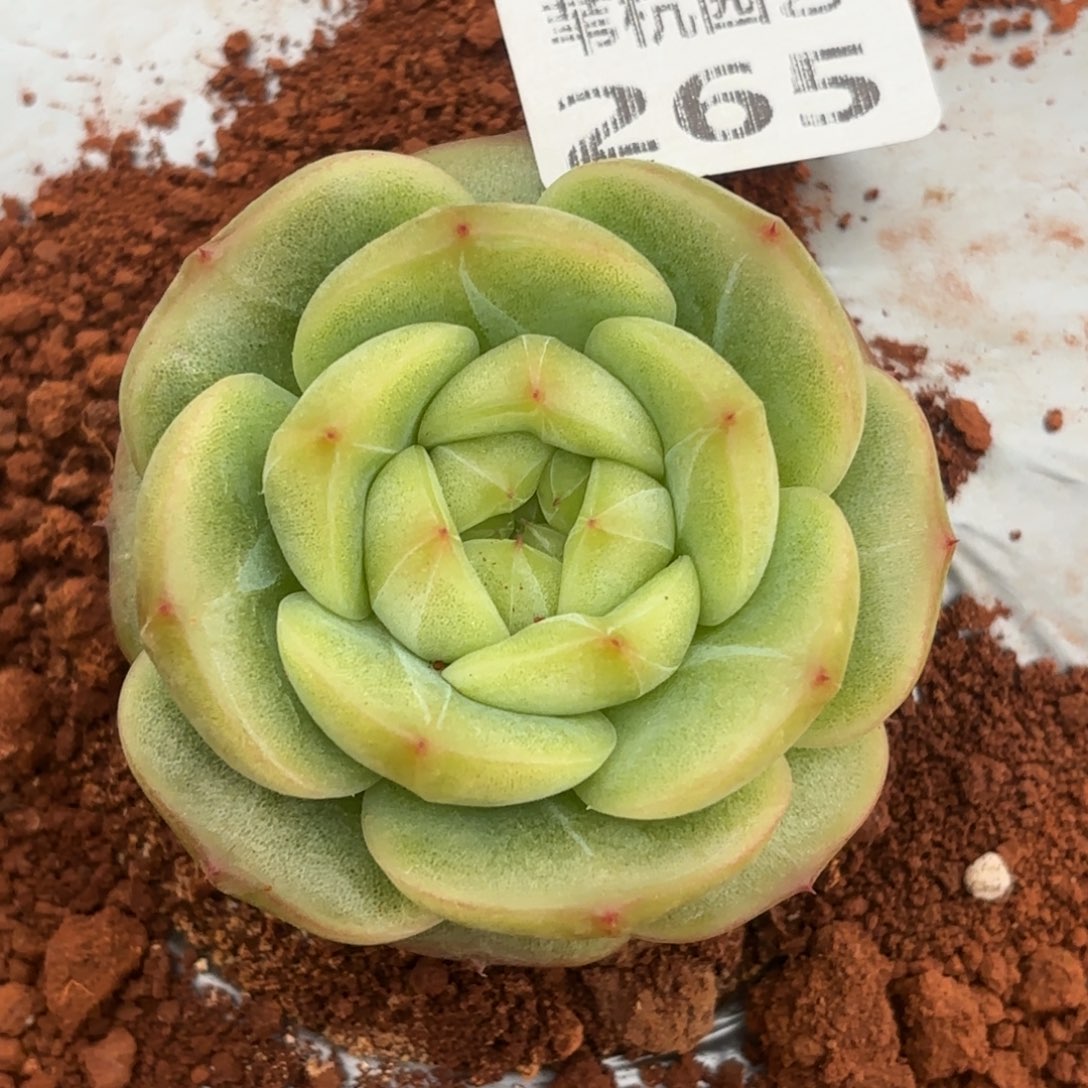 265起的时候是一次意外