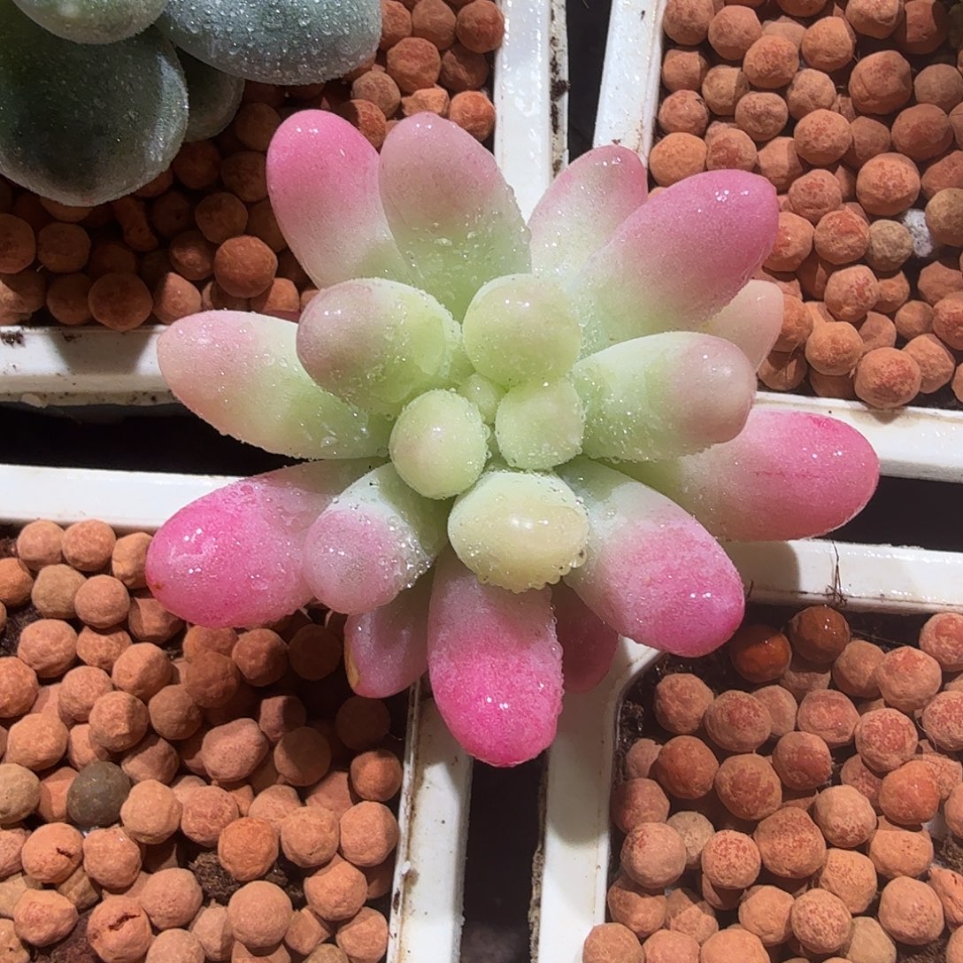 果冻乙女心锦，头盖无根