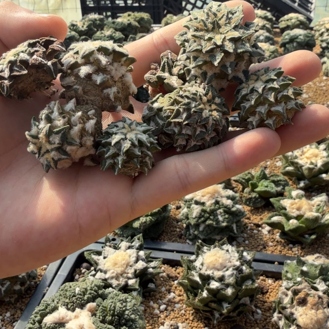 仙人球开花一个福利品