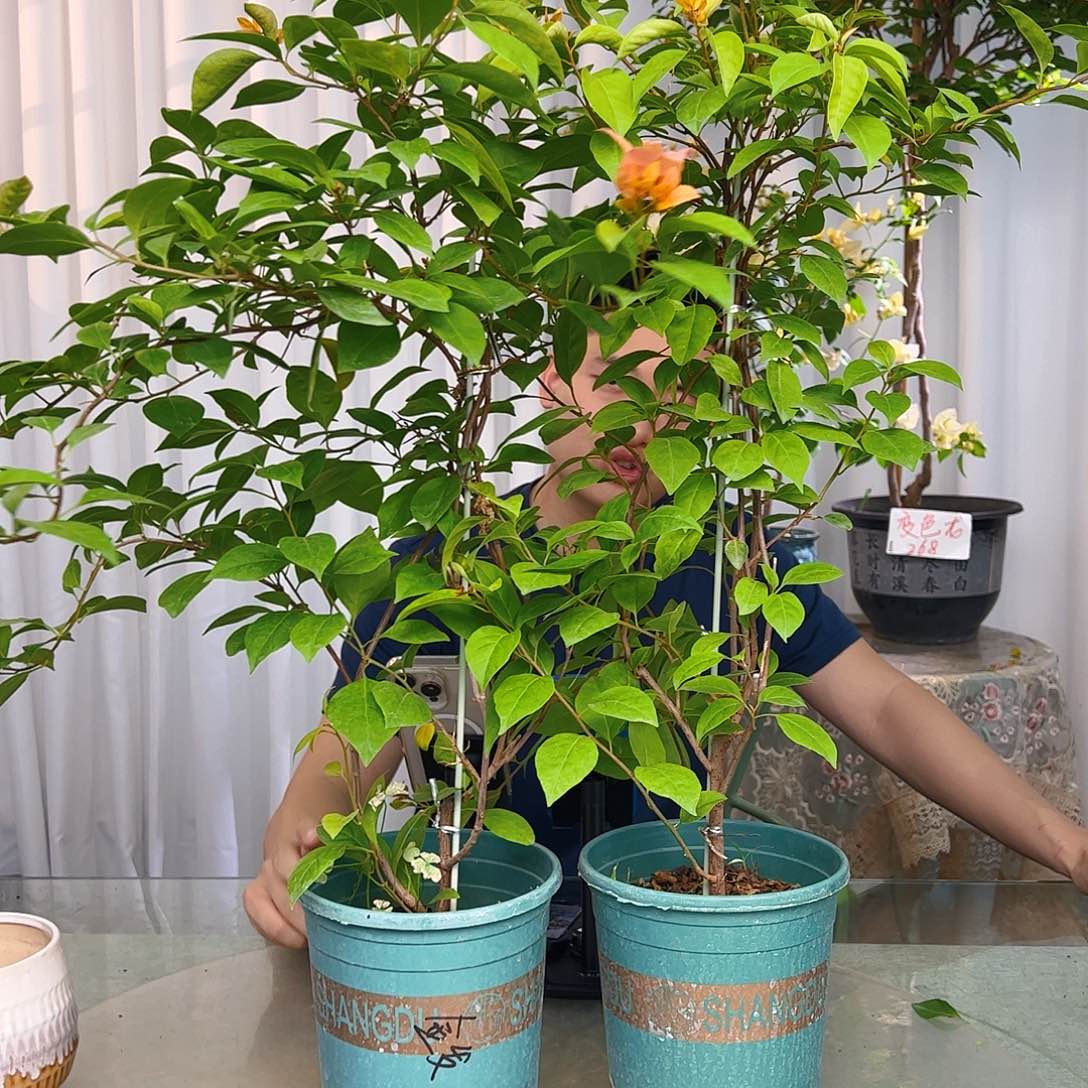 当前无花栽培后可以开花金发女郎带竹一颗