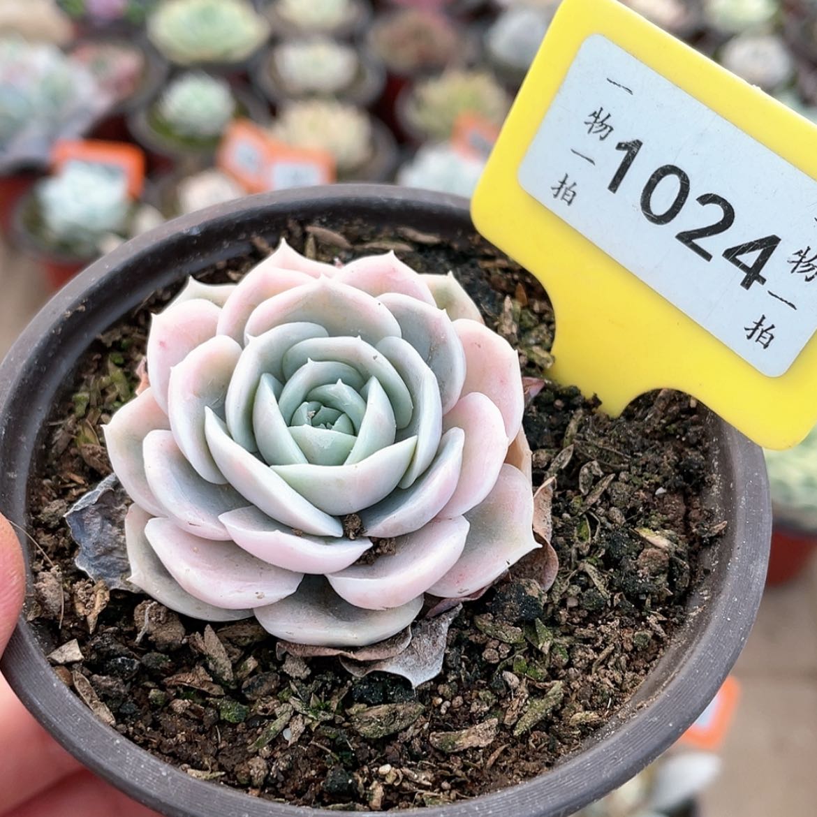 【闪购商品】1024号