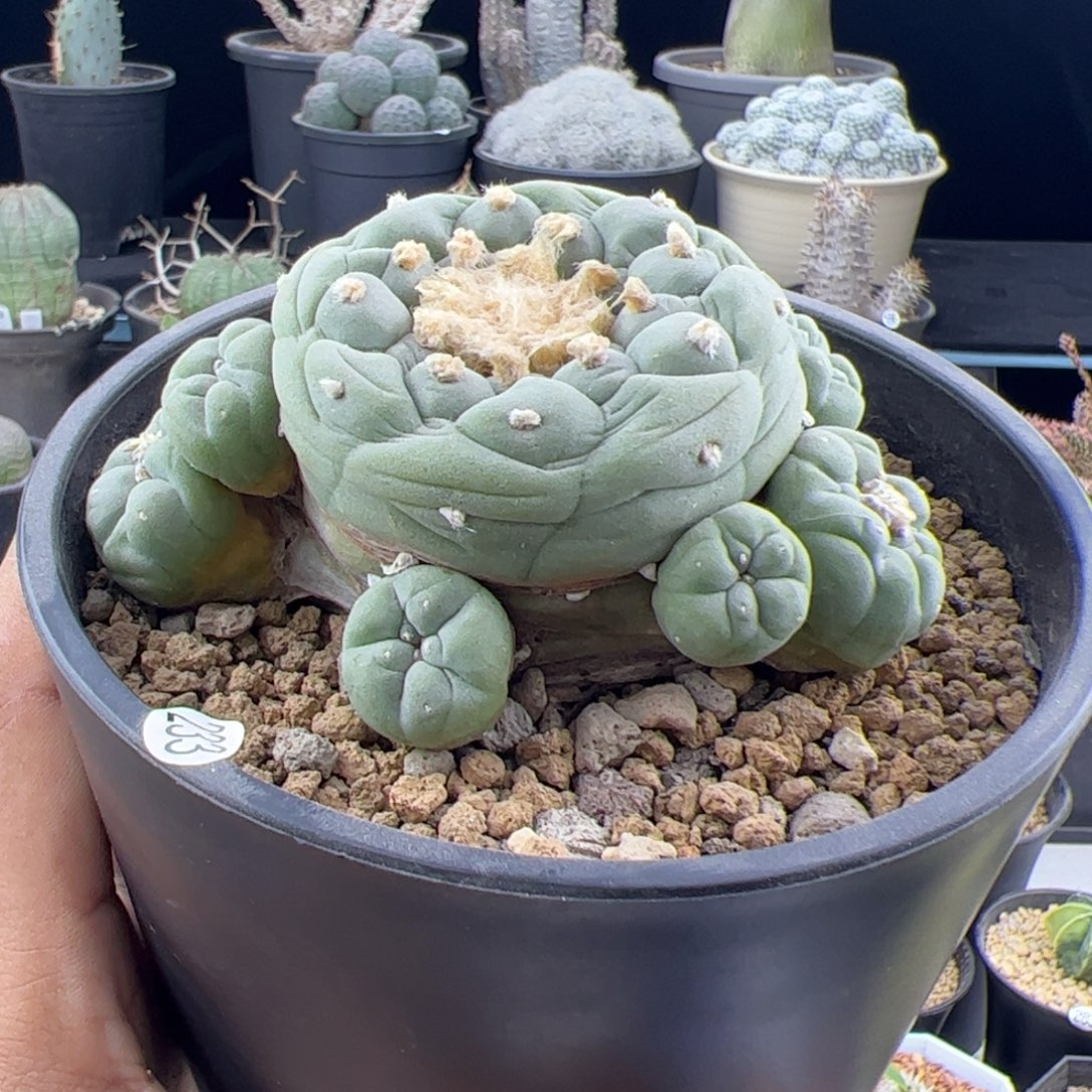 草球实生一物一拍