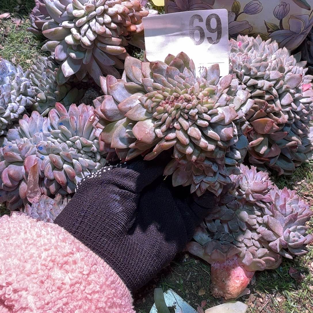 星影缀化有点小微瑕