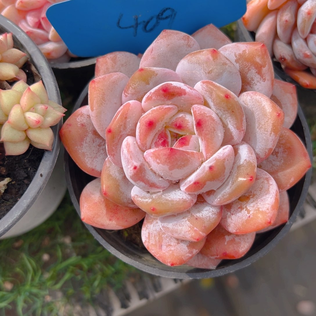 香玉等多种名贵的产品和服务