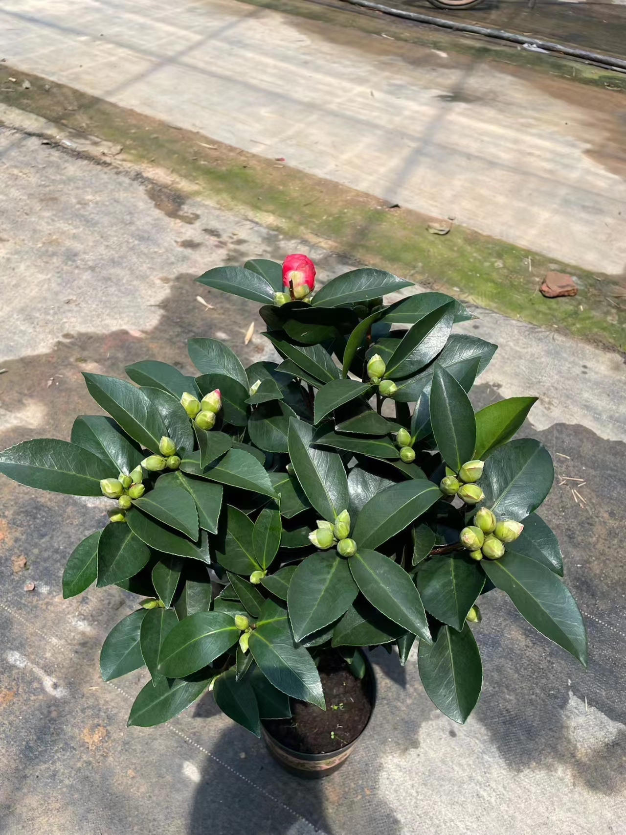 原生山茶花盆栽带花苞四季开花室内好养花卉植物