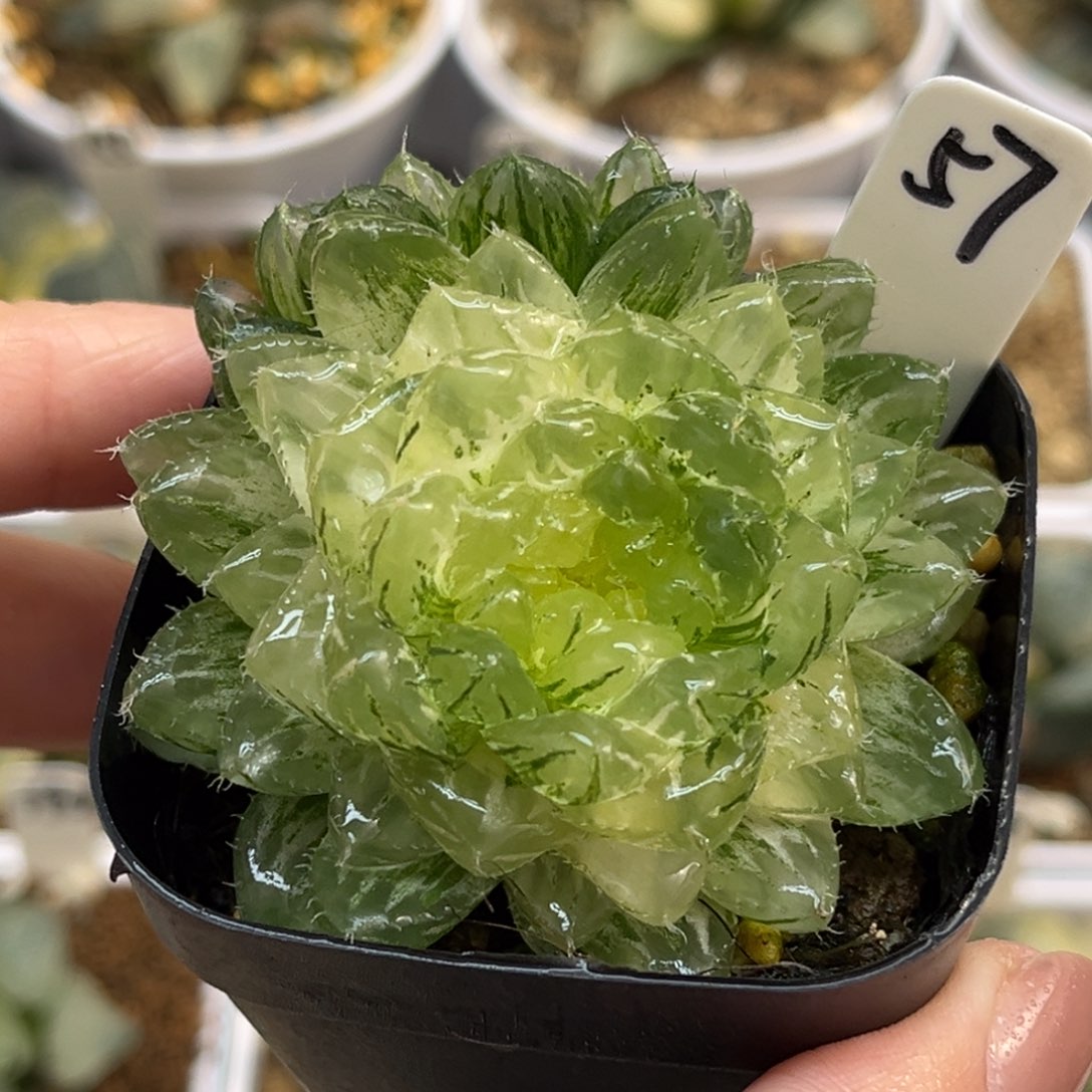 57翠云锦带仔福利专场