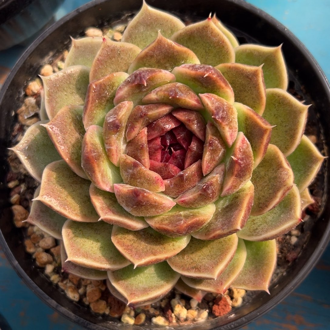 多肉植物一物一拍（2号）