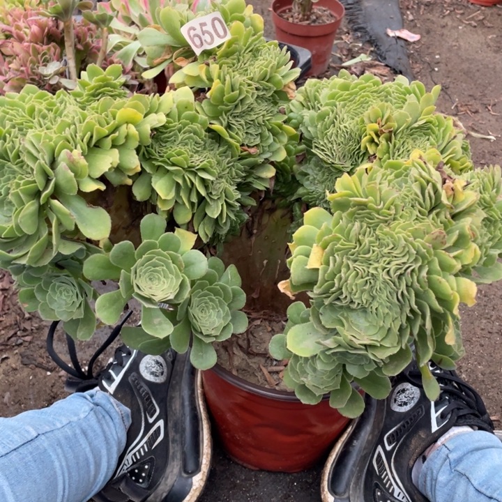 30厘米左右绿羊绒缀650号