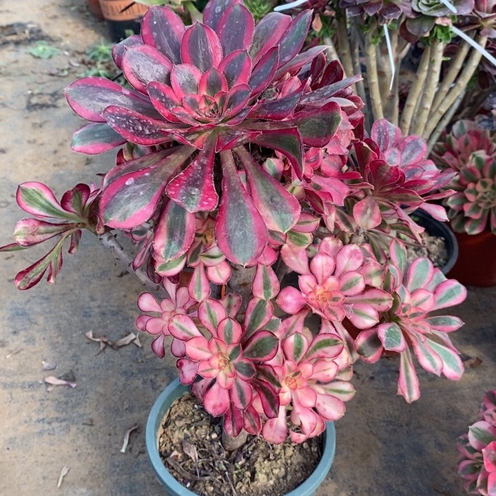 香奈儿67多肉植物法师法师