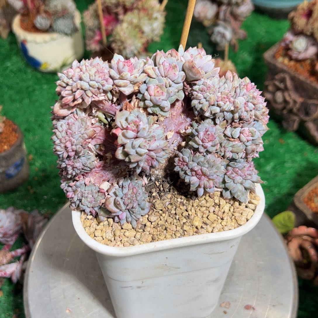 ?***?星影缀化槿桦精品