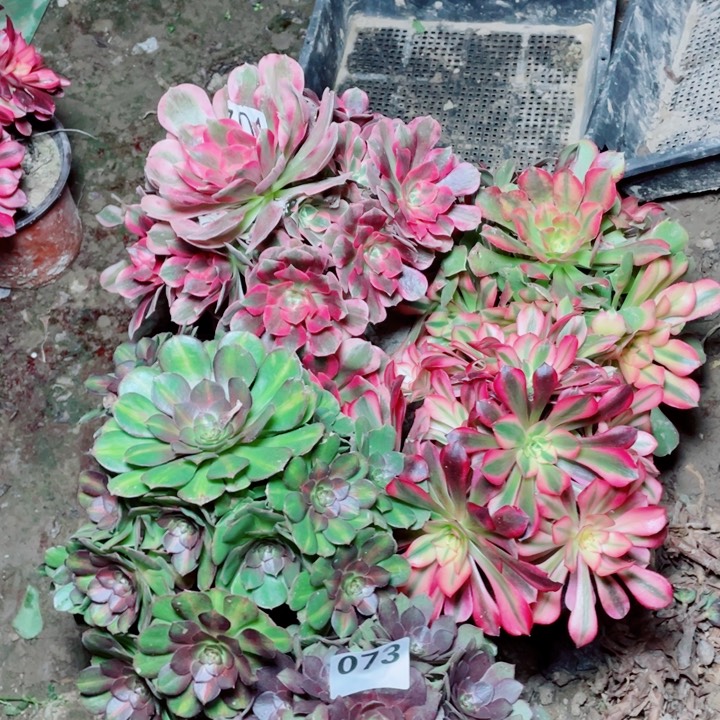 多肉植物组合 073