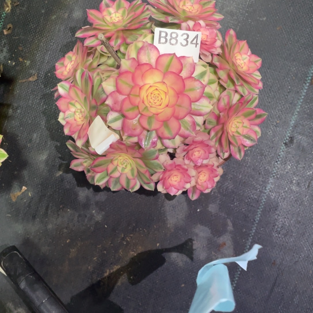 向***翼倾城多肉。      834