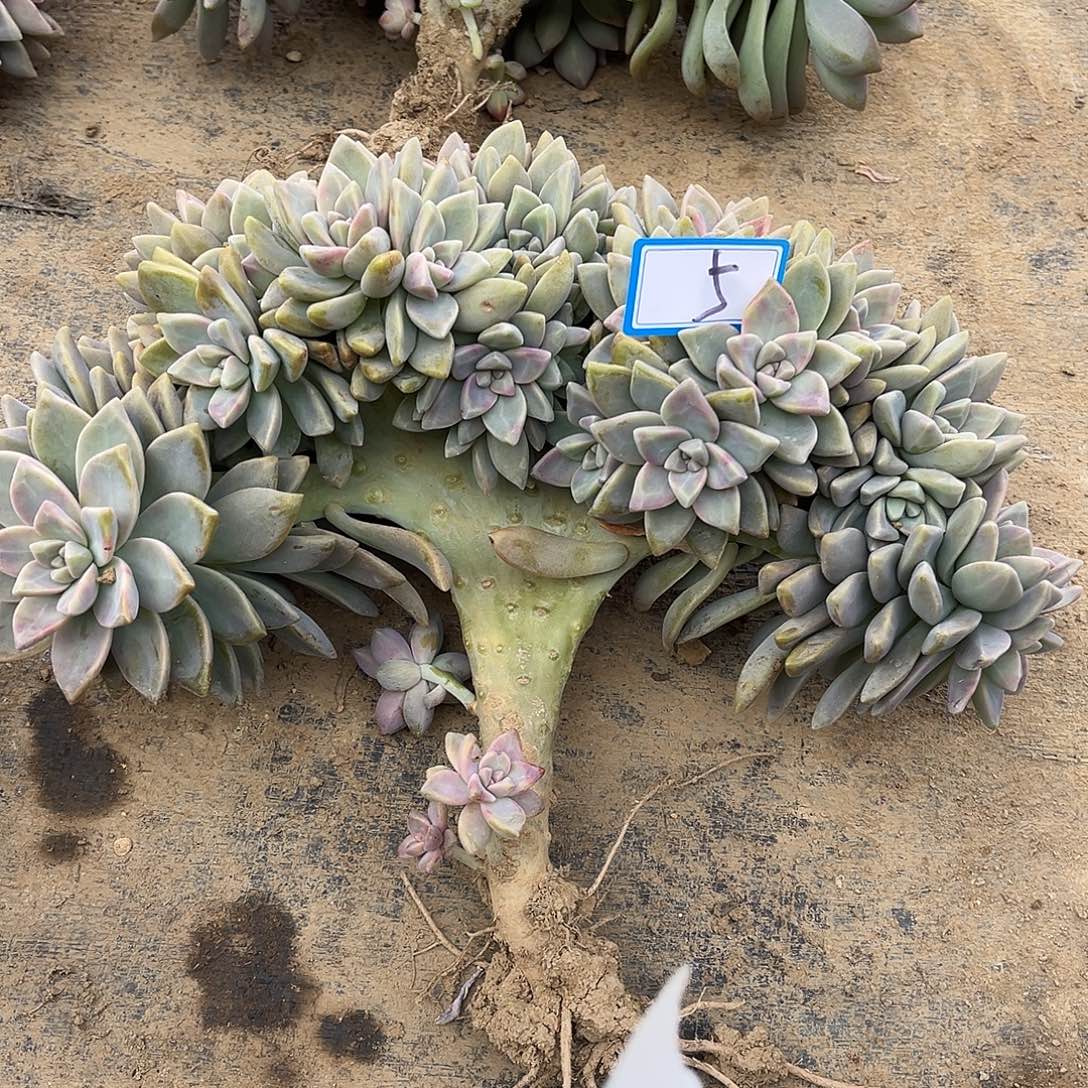 5号淡雪缀化一物拍