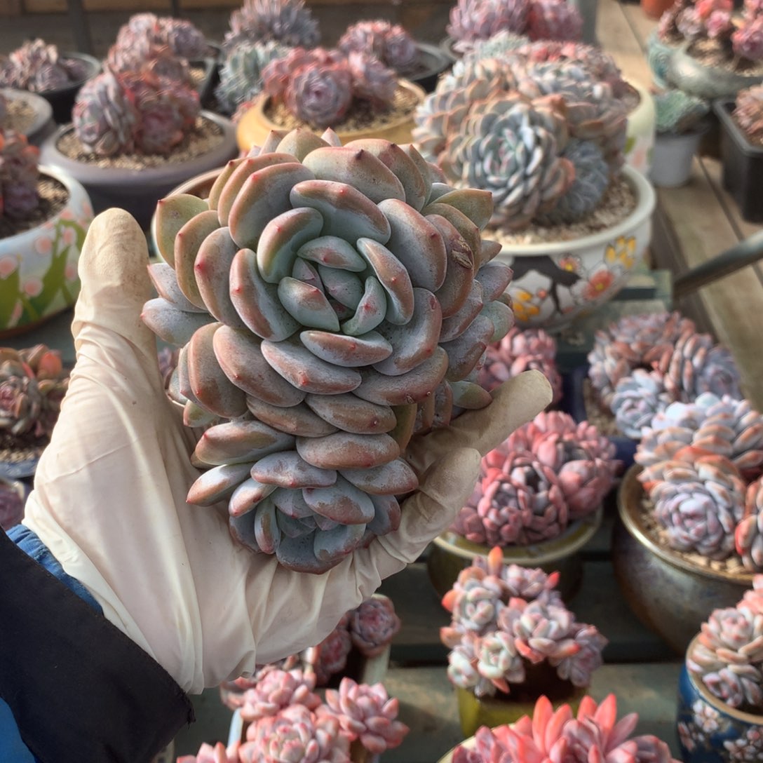 无花朵哈哈哈哈哈哈无砍15