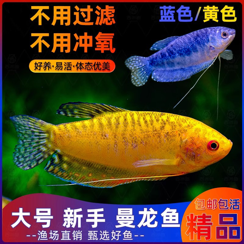 曼龙鱼热带观赏鱼黄曼龙蓝曼龙五彩丽丽马甲球活体小型淡水鱼好养