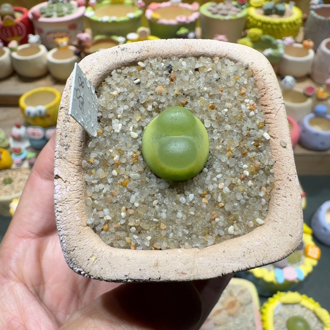 蘑菇1144拉登1.5～1.6多肉植物