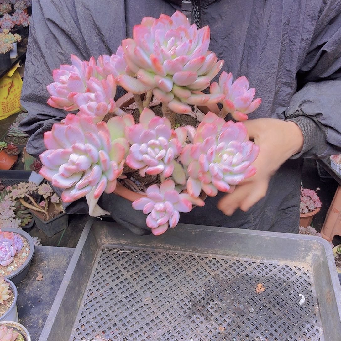 大***鱼寄养灰姑娘一物一拍